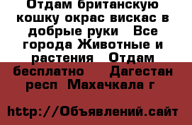 Отдам британскую кошку окрас вискас в добрые руки - Все города Животные и растения » Отдам бесплатно   . Дагестан респ.,Махачкала г.